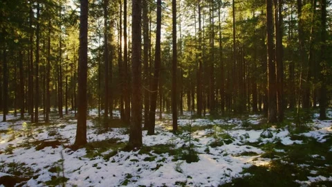 Exciting cinematic drone flight through the winter forest the sun shines Stock Footage 246476568