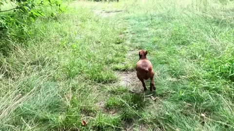 Exciting fast running of a dog along the path in a bright summer daylight. Stock Footage 314307258