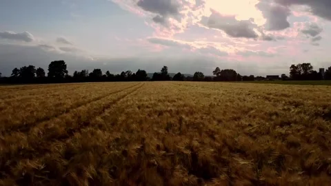 Exciting Field Shot 스톡 동영상 249117183