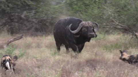 Exciting interactions as a pack of African wild dogs surround an old Cape Stock Footage 151859249