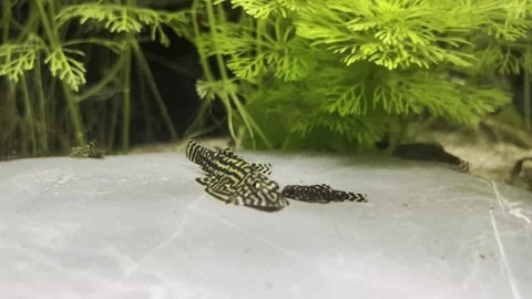 Exciting little suction fish with a leopard pattern are lying on a stone Stock Footage 242083102