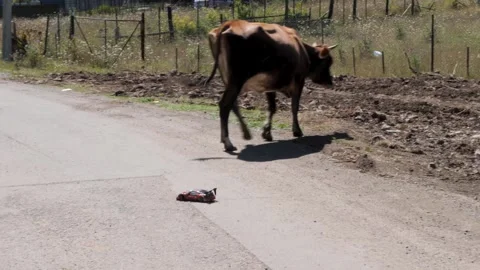 Exciting moment of cows interacting with a remote-controlled toy car Stock-Footage 295152459