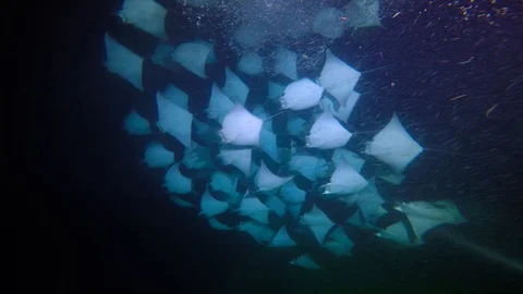 Exciting night diving with flocks of sea rays mobula. 스톡 동영상 100441614