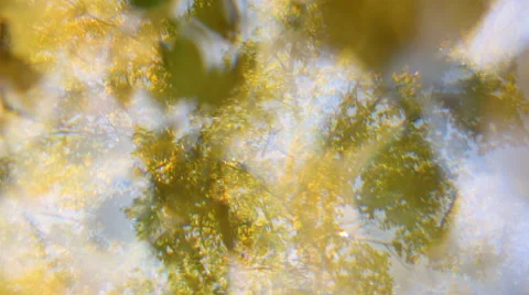 Exciting panoramic nature background with lime tree (Tilia) yellow leaves Vídeos de archivo 54562992