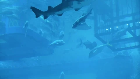 Exciting plot, shark swims gracefully in oceanarium large shopping center Dubai Vídeos de archivo 312000217