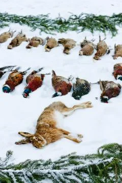 Excludes of caught animals Stock Photos