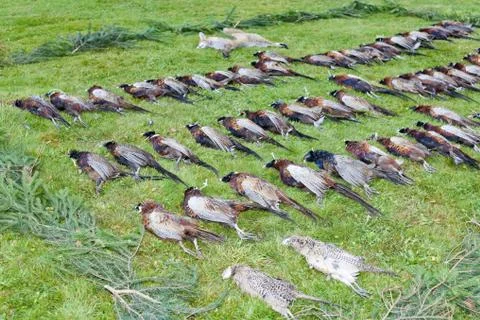 Excludes of caught pheasants Foto stock