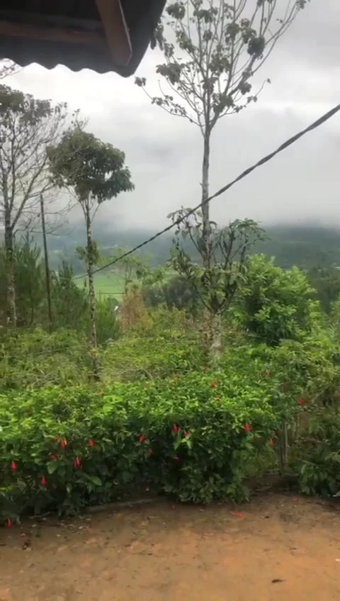 Exclusive chick clouds Stock-Footage 241471867