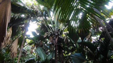 Exclusive. Stock Footage 101973971