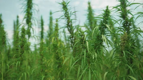 Exclusive footage from the technical hemp field Stock Footage 233816111