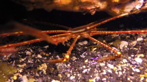 Exclusive sea spider crawls underwater in Atlantic ocean. Stock Footage