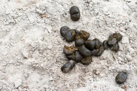 Excrement Stock Photos
