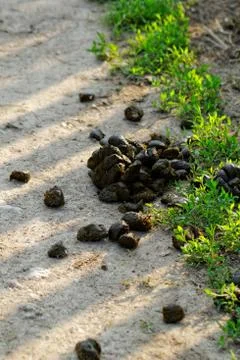 Excrement Stock Photos