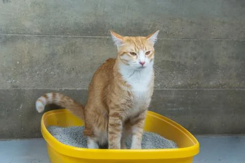 The excretion of cats is routine daily. Stock Photos