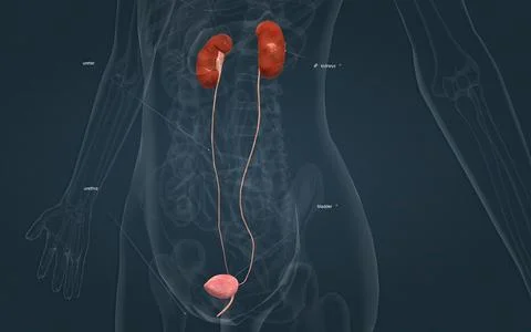 The excretory system consists of organs which remove metabolic wastes and t.. Stock Illustration