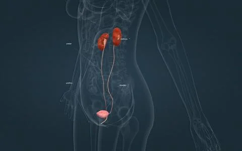 The excretory system consists of organs which remove metabolic wastes and t.. Stock Illustration