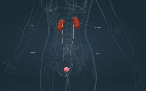The excretory system consists of organs which remove metabolic wastes and t.. Stock Illustration