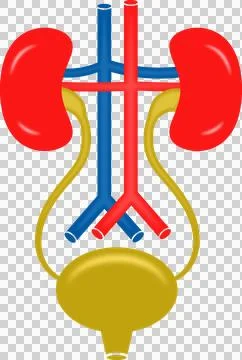 Excretory System Structure. Simple Diagram Illustration Stock Illustration