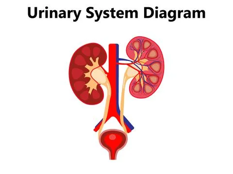Excretory system vector illustration. Labeled educational human organs Stock Illustration