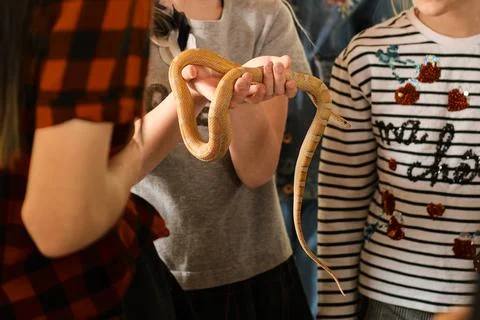 On excursion to exotarium, under strict supervision, children allowed to hold Stock Photos