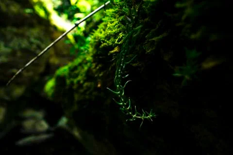 Excursion in the gorges of the rio garrafo Photos