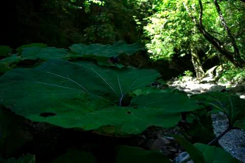 Excursion in the gorges of the rio garrafo 库存照片