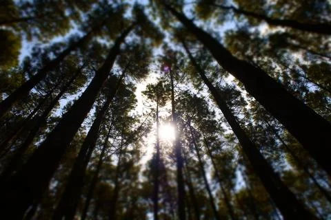 Excursion to the pine forest Fotos de archivo