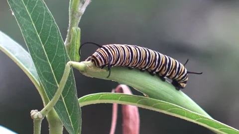Executioner Wasp Preys on Caterpillar, Windermere, Florida, USA - 03 Jun 2018 Stock Footage 205218505