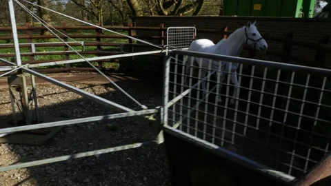 Exercise machine for horse Stock Footage 160984539