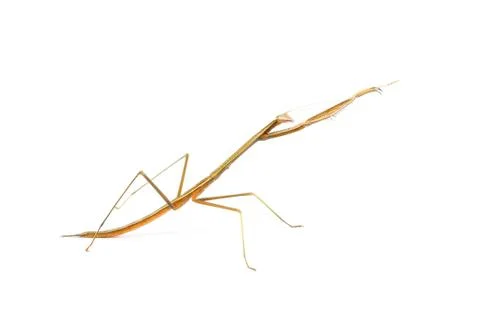 Exercise Stock Photos