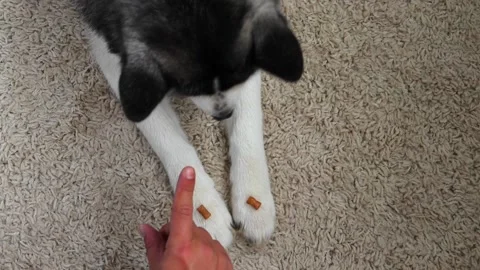 Exercise training in a Siberian Husky dog at home with a treat on its paws. Stock Footage 162409610