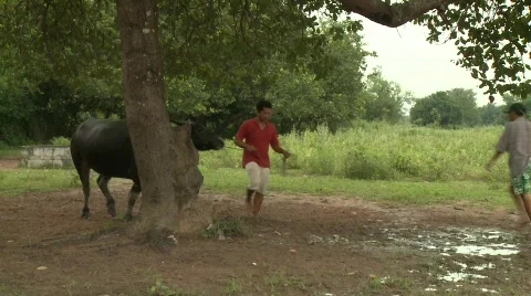 Exercising buffalo 2 Stock Footage 483642