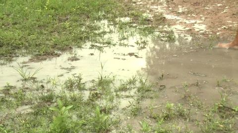 Exercising buffalo 3 Stock Footage 483631