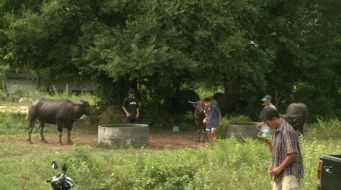 Exercising buffalo 4 Video stock 483624