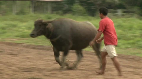 Exercising buffalo 5 Stock Footage 483616