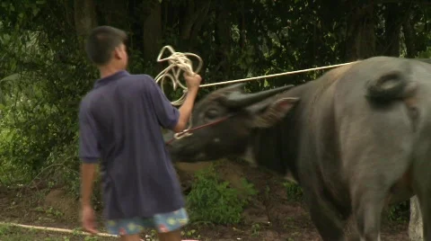 Exercising buffalo 6 Video stock 483603