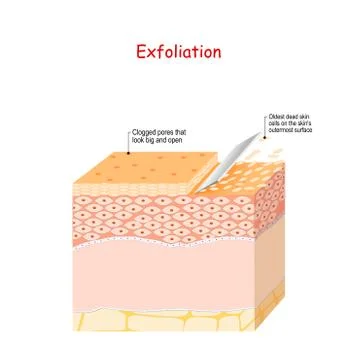 Exfoliation. Peeling or Physically scrubbing. Skin Care Illustration