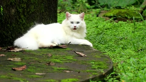 Exhausted cat panting like a dog after intense playing. Stock Footage 252411867
