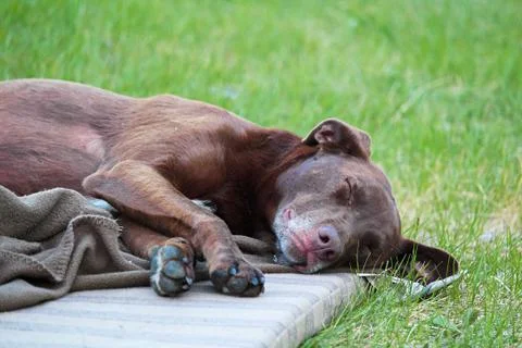 Exhausted dog lying down on a mat Stock Photos