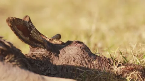 Exhausted fallow deer close-up resting after rescue in warm sunlight Stock Footage 330268996