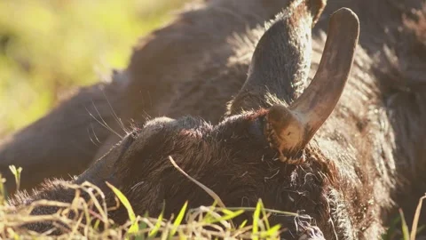 Exhausted fallow deer eye and antler close-up breathing after rescue Video stock 330315308