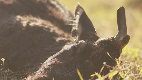 Exhausted fallow deer eye close-up breathing after wildlife rescue Video stock 330314080