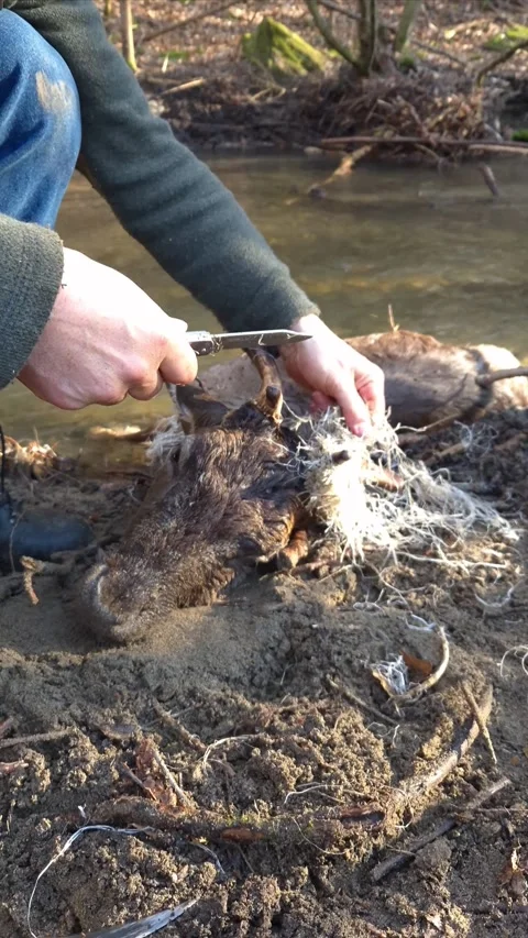 Exhausted fallow deer rescued as plastic netting cut from antlers Stock Footage 330264313