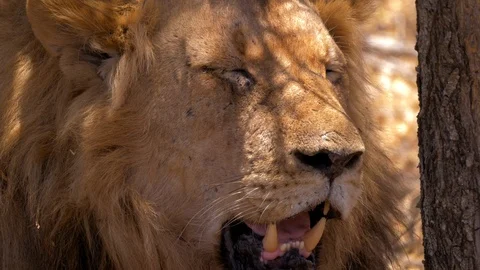 Exhausted Lion resting under Tree 4k Stockbeeldmateriaal 124880621