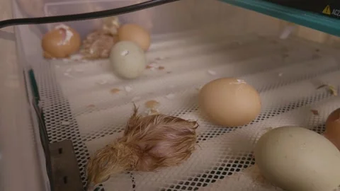 Exhausted newborn chick with wet down resting on the incubator floor after Stock Footage 345524799