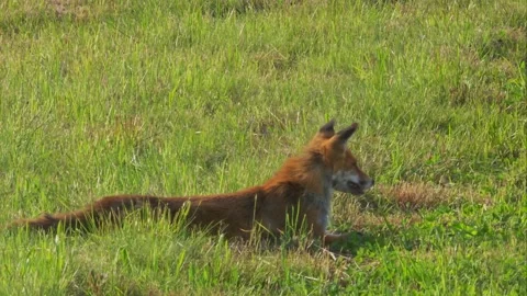 Exhausted red fox lying in grass and panting after an intense hunt Stock Footage 327325590