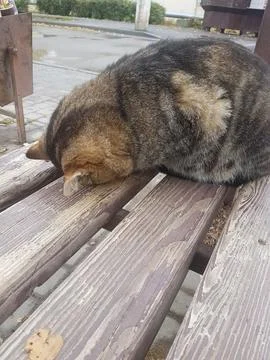Exhausted Tabby Cat Sleeping Face Down on a Wooden Bench Stock Photos