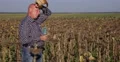 Exhausted Thirsted Farmer Man Drink Water Farmland Sunflower Field Hot Summer 4k or 4k+ Resolution