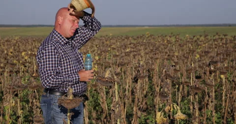 Exhausted Thirsted Farmer Man Drink Water Farmland Sunflower Field Hot Summer Stock Footage 61521676