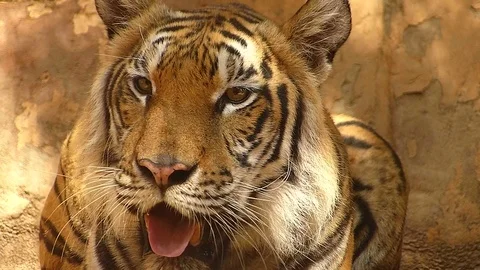 Exhausted tiger in the zoo Video stock 75834293
